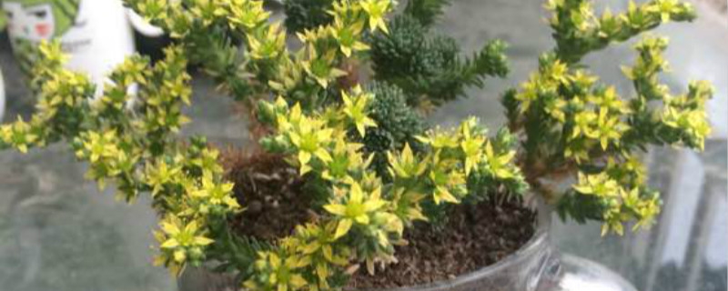 球松有没有花和果实 球松有没有花和果实