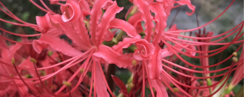 石蒜有没有花和果实 石蒜有没有花和果实