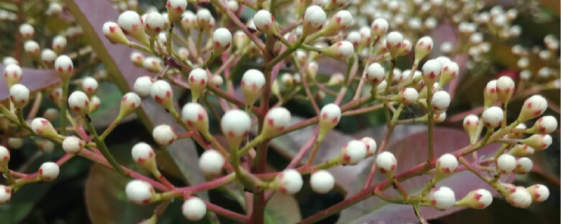 石楠花有没有花和果实 石楠花有没有花和果实