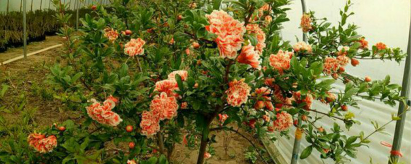 石榴花有没有花和果实 石榴花有没有花和果实