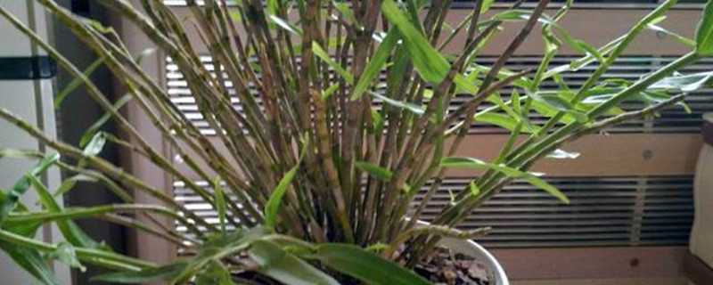 石斛有没有花和果实 石斛有没有花和果实