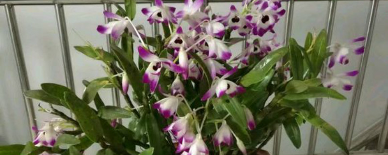 石斛兰有没有花和果实 石斛兰有没有花和果实