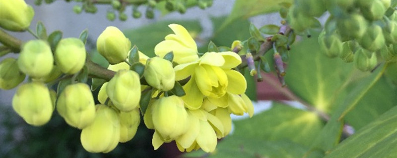 十大功劳有没有花和果实 十大功劳有没有花和果实