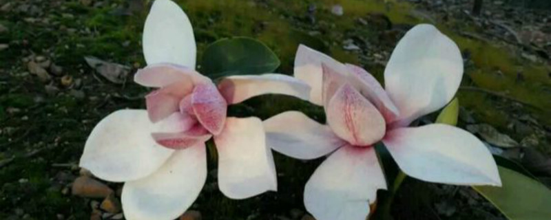 深山含笑有没有花和果实 深山含笑有没有花和果实