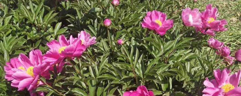 芍药有没有花和果实 芍药有没有花和果实