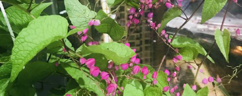 珊瑚藤有没有花和果实 珊瑚藤有没有花和果实