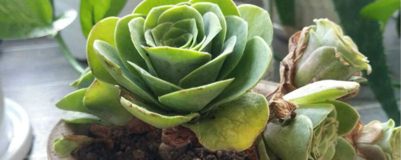 山地玫瑰有没有花和果实 山地玫瑰有没有花和果实