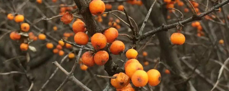 沙棘有没有花和果实 沙棘有没有花和果实