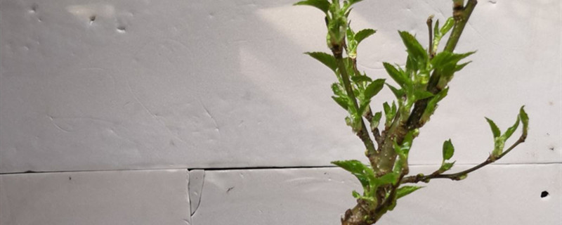 桑树有没有花和果实 桑树有没有花和果实