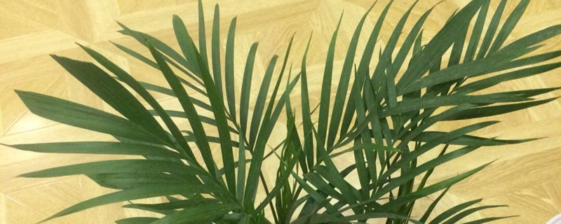 散尾葵有没有花和果实 散尾葵有没有花和果实