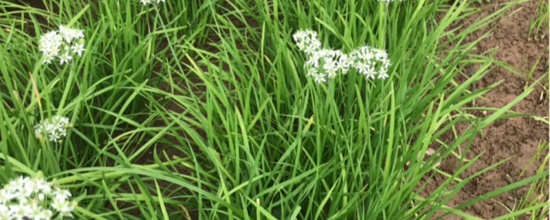 韭菜有没有花和果实