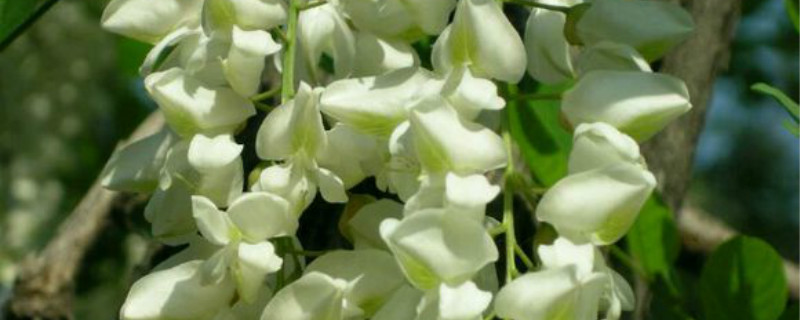 槐花有没有花和果实 槐花有没有花和果实