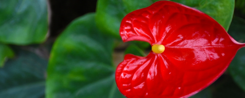 花烛有没有花和果实 花烛有没有花和果实