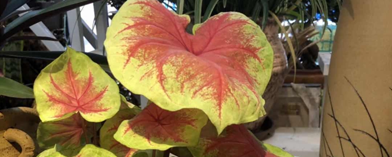 花叶芋有没有花和果实 花叶芋有没有花和果实