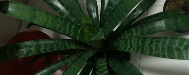 虎纹凤梨有没有花和果实 虎纹凤梨有没有花和果实