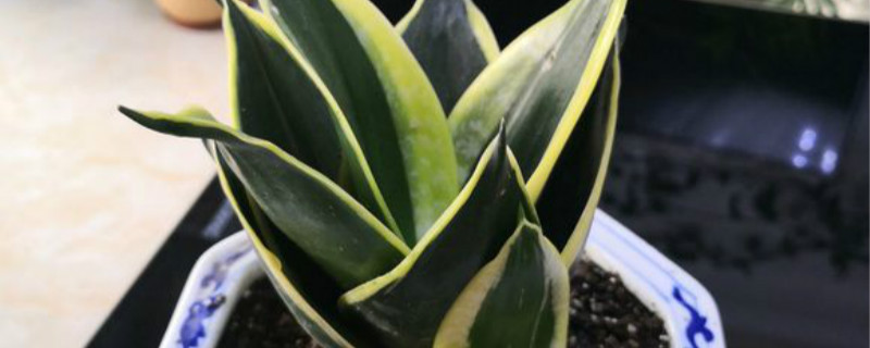 虎尾兰有没有花和果实 虎尾兰有没有花和果实