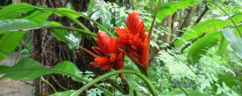 红花蕉有没有花和果实 红花蕉有没有花和果实