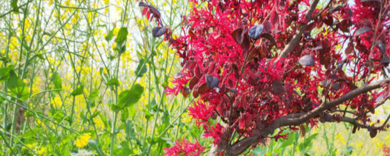 红花继木有没有花和果实 红花继木有没有花和果实