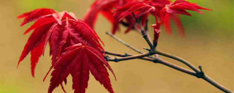 红枫有没有花和果实 红枫有没有花和果实