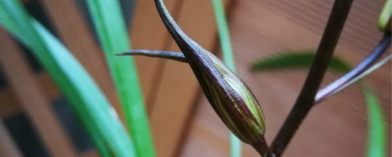 寒兰有没有花和果实 寒兰有没有花和果实