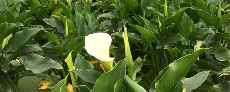 海芋花有没有花和果实 海芋花有没有花和果实