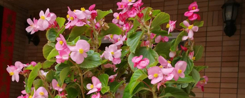 海棠有没有花和果实 海棠有没有花和果实