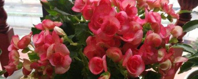 海棠花有没有花和果实 海棠花有没有花和果实