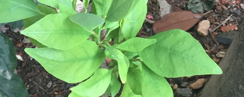 广玉兰有没有花和果实 广玉兰有没有花和果实