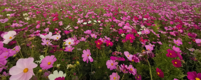 格桑花有没有花和果实 格桑花有没有花和果实