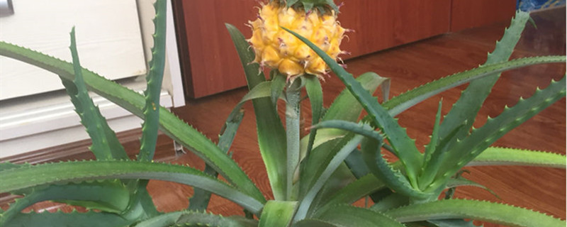 菠萝有没有花和果实 菠萝有没有花和果实