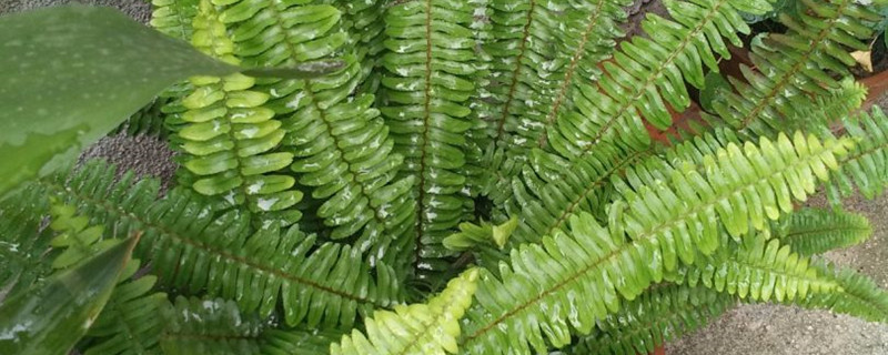 波斯顿蕨有没有花和果实 波斯顿蕨有没有花和果实