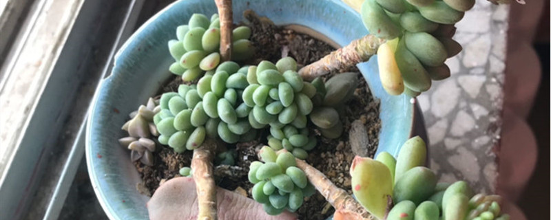 碧玉莲有没有花和果实 碧玉莲有没有花和果实