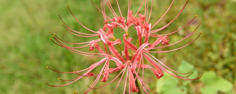 彼岸花有没有花和果实 彼岸花有没有花和果实