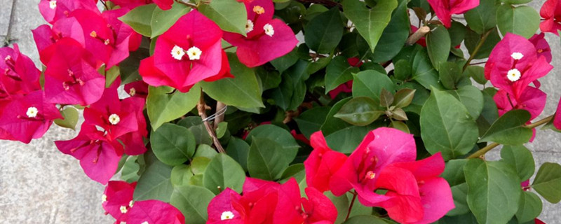 半夏有没有花和果实 半夏有没有花和果实