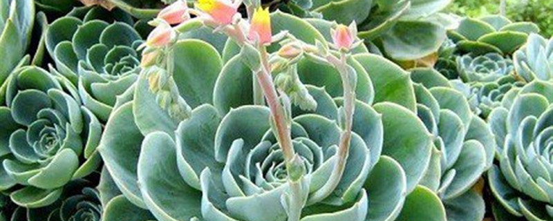 大叶莲花掌有没有花和果实 大叶莲花掌有没有花和果实