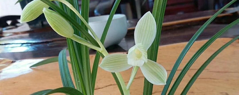 大雪素有没有花和果实 大雪素有没有花和果实