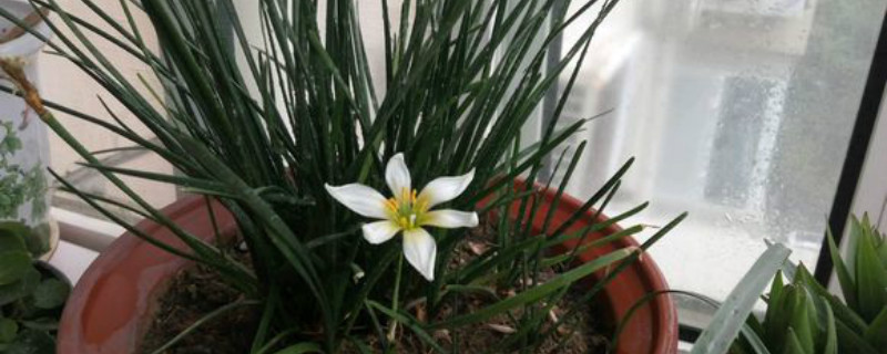 葱兰有没有花和果实 葱兰有没有花和果实