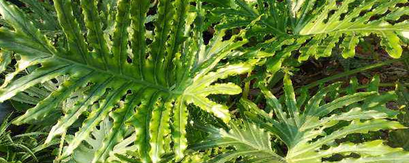 春芋有没有花和果实 春芋有没有花和果实