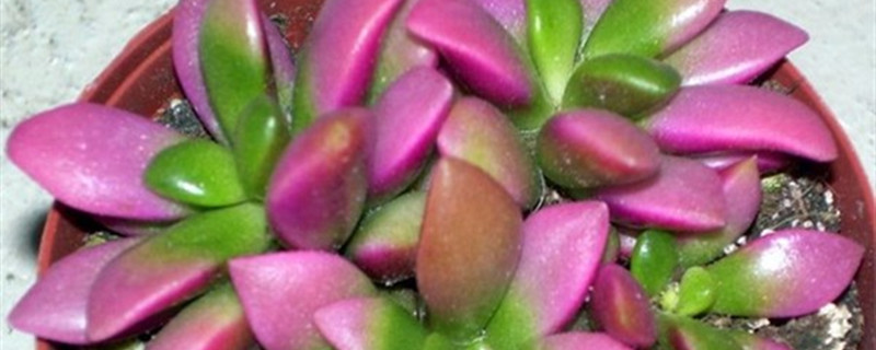 春梦殿锦有没有花和果实 春梦殿锦有没有花和果实