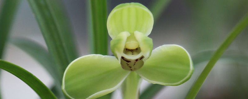 春兰有没有花和果实 春兰有没有花和果实