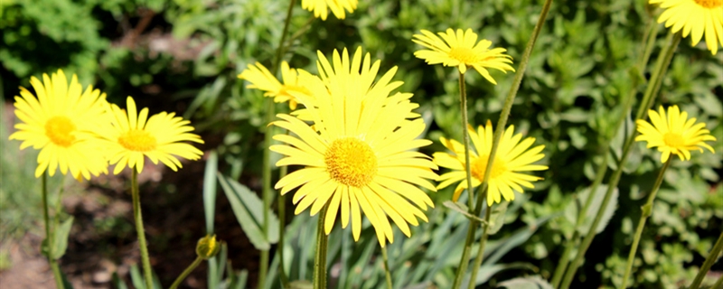 雏菊有没有花和果实 雏菊有没有花和果实