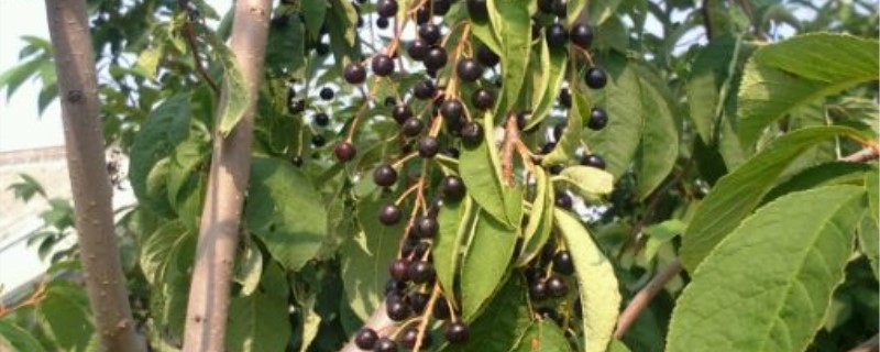 稠李有没有花和果实