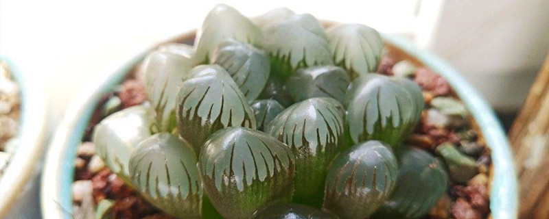 草玉露有没有花和果实 草玉露有没有花和果实
