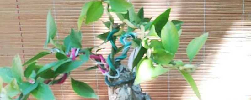 冬青有没有花和果实 冬青有没有花和果实