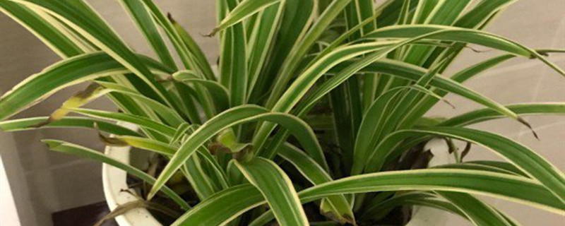 吊兰有没有花和果实 吊兰有没有花和果实