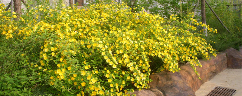 棣棠花有没有花和果实 棣棠花有没有花和果实
