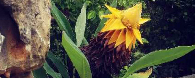地涌金莲有没有花和果实 地涌金莲有没有花和果实