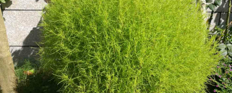 地肤有没有花和果实 地肤有没有花和果实