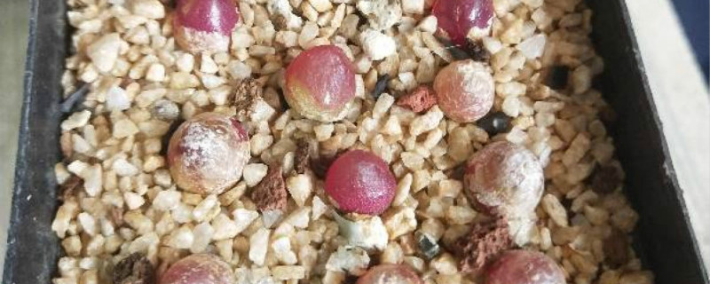 灯泡有没有花和果实 灯泡有没有花和果实
