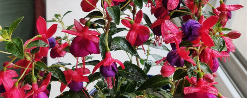 倒挂金钟有没有花和果实 倒挂金钟有没有花和果实